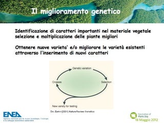 Fascination of Plants Day - 18 Maggio ENEA