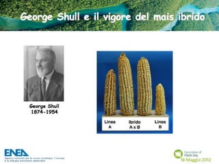 Fascination of Plants Day - 18 Maggio ENEA