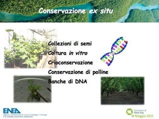 Fascination of Plants Day - 18 Maggio ENEA