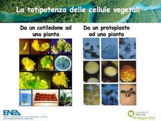 Fascination of Plants Day - 18 Maggio ENEA
