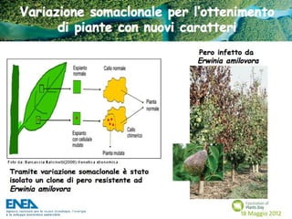 Fascination of Plants Day - 18 Maggio ENEA