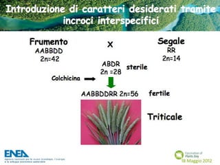 Fascination of Plants Day - 18 Maggio ENEA