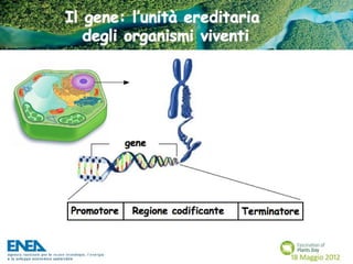 Fascination of Plants Day - 18 Maggio ENEA