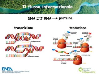 Fascination of Plants Day - 18 Maggio ENEA