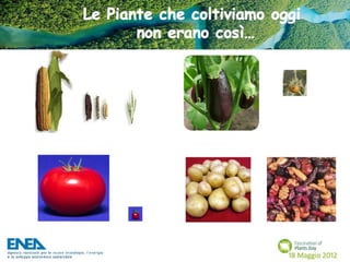 Fascination of Plants Day - 18 Maggio ENEA