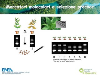 Fascination of Plants Day - 18 Maggio ENEA