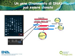 Fascination of Plants Day - 18 Maggio ENEA