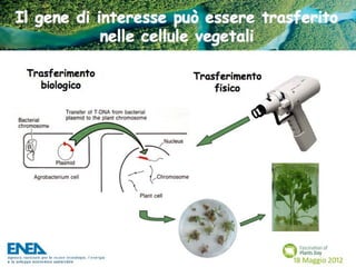 Fascination of Plants Day - 18 Maggio ENEA