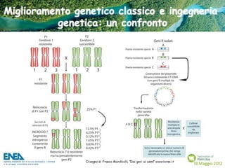 Fascination of Plants Day - 18 Maggio ENEA