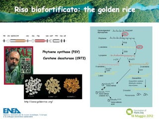 Fascination of Plants Day - 18 Maggio ENEA