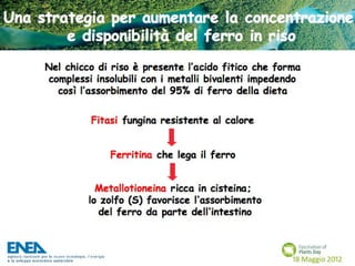 Fascination of Plants Day - 18 Maggio ENEA