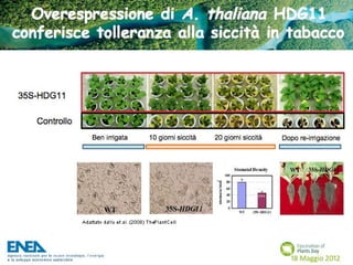 Fascination of Plants Day - 18 Maggio ENEA