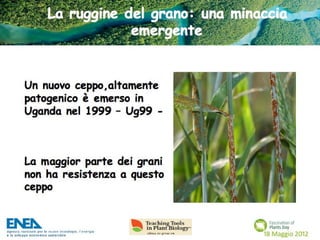 Fascination of Plants Day - 18 Maggio ENEA
