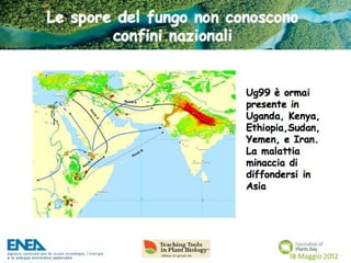 Fascination of Plants Day - 18 Maggio ENEA