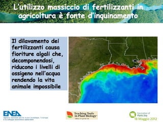 Fascination of Plants Day - 18 Maggio ENEA
