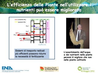Fascination of Plants Day - 18 Maggio ENEA