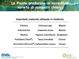 Fascination of Plants Day - 18 Maggio ENEA