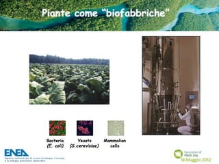 Fascination of Plants Day - 18 Maggio ENEA
