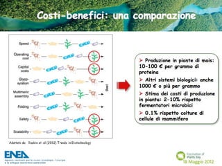 Fascination of Plants Day - 18 Maggio ENEA