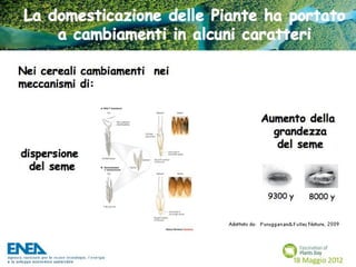 Fascination of Plants Day - 18 Maggio ENEA