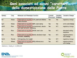 Fascination of Plants Day - 18 Maggio ENEA