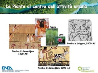 Fascination of Plants Day - 18 Maggio ENEA