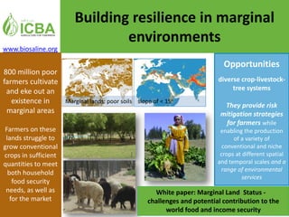 Neglected and Under-utilized species (NUS) for
marginal environments
NUS can help increase agricultural production in
hot, dry, salty (marginal), and nutrient-poor
agricultural environments for food, feed and fuel
Quinoa - a highly nutritive multi-purpose crop
showed excellent potential as an alternative crop
for salt-affected areas in the Middle East
Wild halophytic
grasses
Sporobolous
virginicus and
Distichlis spicata
offer excellent
alternatives to
rehabilitate
degraded farms
and produce 66%
more yield per m3
of water under
high salinity levels
52.35
47.59
47.27
25.61
33.61
28.43
27.85
14.14
11.58
12.86
11.92
6.31
0.00 10.00 20.00 30.00 40.00 50.00 60.00
P. vaginatum
D. spicata
S. virginicus
S. arabicus
Biomass (t/ha)
Species
Oven dry weight Air dry weght Fresh weight
 