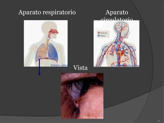 MC©, 2003
Aparato respiratorio Aparato
circulatorio
Vista
Yoav Levy, 2003
Encarta, 2003 Encarta, 2003
36
 