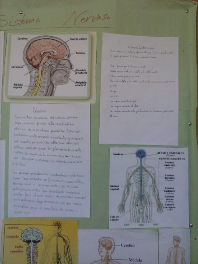 Aparatos Y Sistemas Del Cuerpo Humano Aparatos Y Sistemas Del Cuerpo Humano