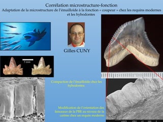 Corrélation microstructure-fonction
Adaptation de la microstructure de l’émailloïde à la fonction « coupeur » chez les requins modernes
et les hybodontes
Compaction de l’émailloïde chez les
hybodontes.
Modification de l’orientation des
faisceaux de la PBE au niveau de la
carène chez un requin moderne
Gilles CUNY
 
