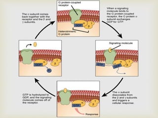 Binding and activation of receptors (1).pptx