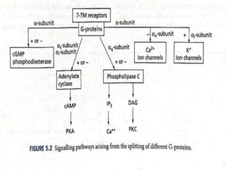 Binding and activation of receptors (1).pptx
