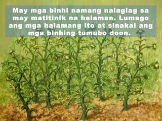 May mga binhi namang nalaglag sa
may matitinik na halaman. Lumago
ang mga halamang ito at sinakal ang
mga binhing tumubo doon.
 
