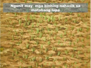 Ngunit may mga binhing nahasik sa
matabang lupa
 