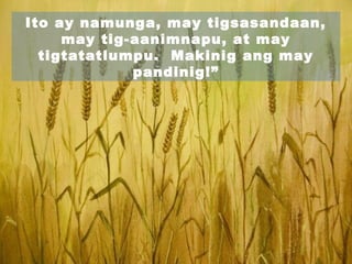 Ito ay namunga, may tigsasandaan,
may tig-aanimnapu, at may
tigtatatlumpu. Makinig ang may
pandinig!”
 
