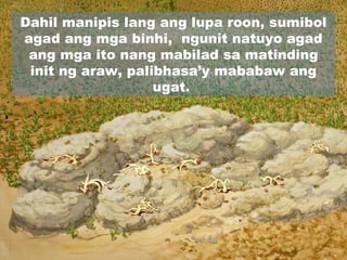 Dahil manipis lang ang lupa roon, sumibol
agad ang mga binhi, ngunit natuyo agad
ang mga ito nang mabilad sa matinding
init ng araw, palibhasa’y mababaw ang
ugat.
 