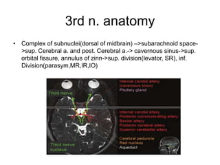 3rd n. anatomy
• Complex of subnuclei(dorsal of midbrain) –>subarachnoid space-
  >sup. Cerebral a. and post. Cerebral a.-> cavernous sinus->sup.
  orbital fissure, annulus of zinn->sup. division(levator, SR), inf.
  Division(parasym,MR,IR,IO)
 