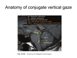Anatomy of conjugate vertical gaze
 
