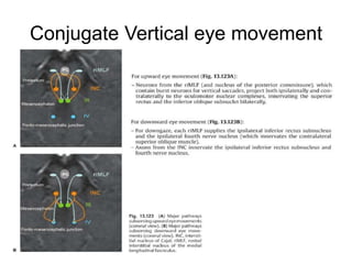 Conjugate Vertical eye movement
 