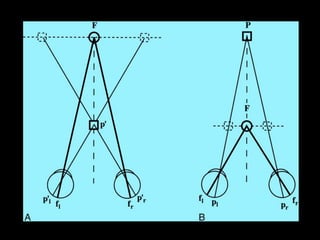 Two distinct pathwaysRECEPTIVE FIELDSFurther refinement under influence of visual experience