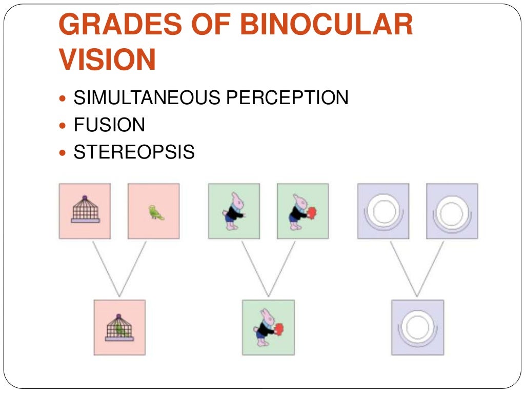Binocular vision