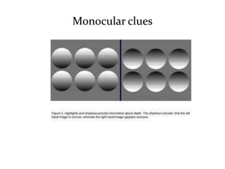 Monocular clues
 