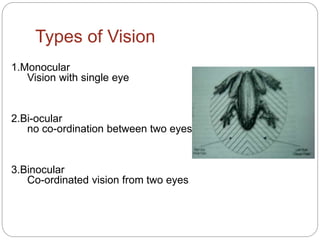 Types of Vision
1.Monocular
Vision with single eye
2.Bi-ocular
no co-ordination between two eyes
3.Binocular
Co-ordinated vision from two eyes
 