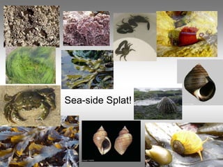 • Sea-side Splat!
 