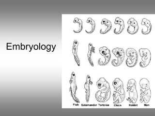 Binomial Classification of Animals and Taxonomy | PPT