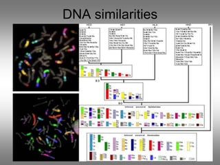 Binomial Classification of Animals and Taxonomy | PPT
