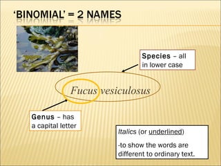 Fucus vesiculosus
Genus – has
a capital letter
Species – all
in lower case
Italics (or underlined)
-to show the words are
different to ordinary text.
