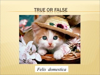 Felis domestica