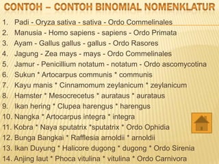 1. Padi - Oryza sativa - sativa - Ordo Commelinales
2. Manusia - Homo sapiens - sapiens - Ordo Primata
3. Ayam - Gallus gallus - gallus - Ordo Rasores
4. Jagung - Zea mays - mays - Ordo Commelinales
5. Jamur - Penicillium notatum - notatum - Ordo ascomycotina
6. Sukun * Artocarpus communis * communis
7. Kayu manis * Cinnamomum zeylanicum * zeylanicum
8. Hamster * Mesocrecetus * aurataus * aurataus
9. Ikan hering * Clupea harengus * harengus
10. Nangka * Artocarpus integra * integra
11. Kobra * Naya sputatrix *sputatrix * Ordo Ophidia
12. Bunga Bangkai * Rafflesia arnoldii * arnoldii
13. Ikan Duyung * Halicore dugong * dugong * Ordo Sirenia
14. Anjing laut * Phoca vitulina * vitulina * Ordo Carnivora
 