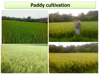 Paddy cultivation
 